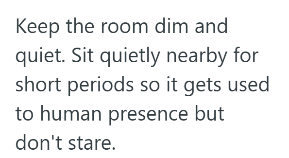 Keep the room dim and quiet. Sit quietly nearby for short periods so it gets used to human presence but don't stare.