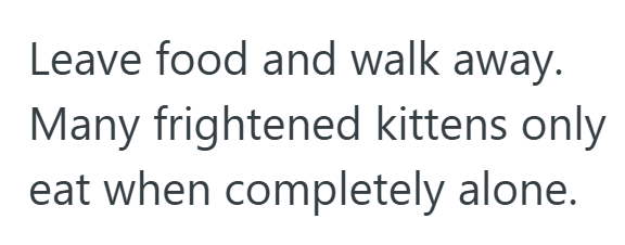 Leave food and walk away. Many frightened kittens only eat when completely alone.