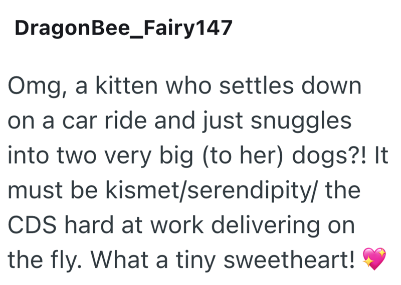 DragonBee_Fairy147 Omg, a kitten who settles down on a car ride and just snuggles into two very big (to her) dogs?! It must be kismet/serendipity/ the CDS hard at work delivering on the fly. What a tiny sweetheart!