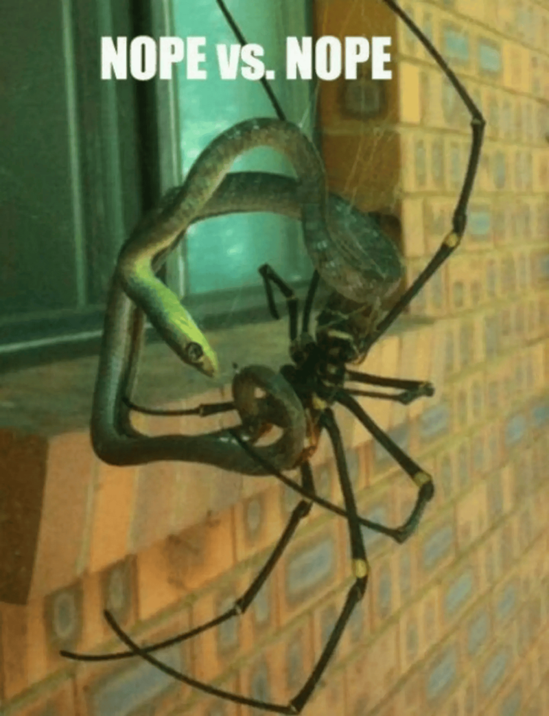 NOPE vs. NOPE
