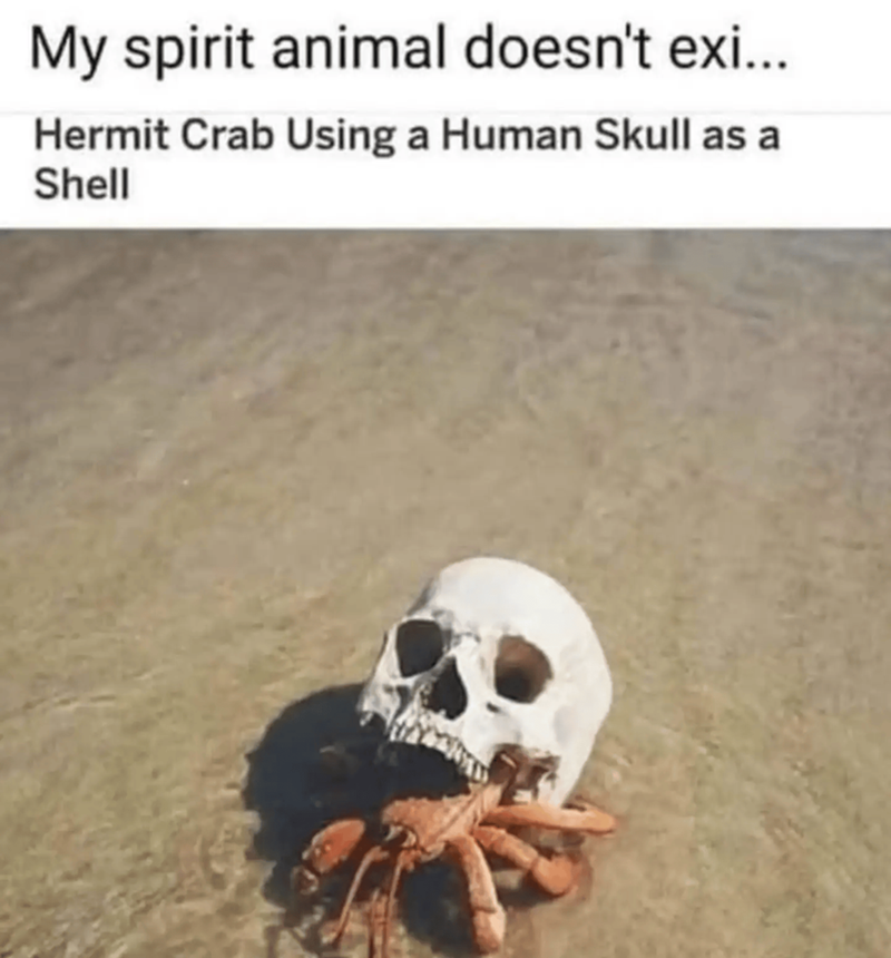 My spirit animal doesn't exi... Hermit Crab Using a Human Skull as a Shell