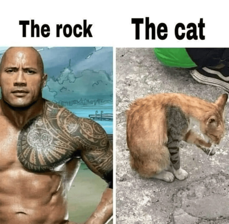 The rock The cat