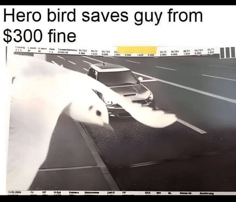 Hero bird saves guy from $300 fine 414 OLTRE ULTI BLTS L 1336 FALTAS LINE BLTJ ta 8094 2901 3.983 83 Gay Kanra 20-0 " MALA SL MOLAR AUF.