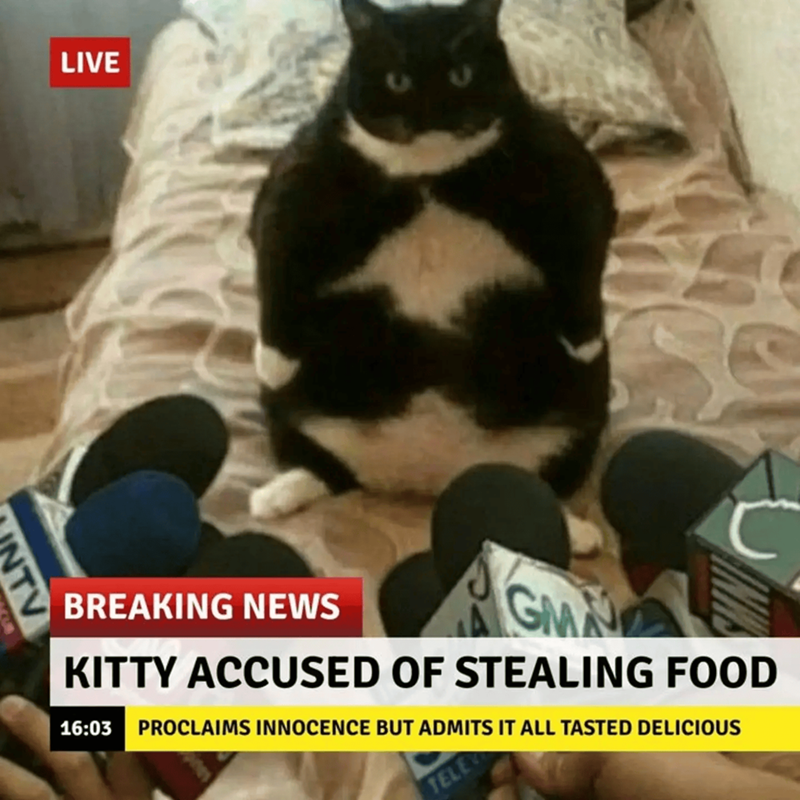 LIVE NT C BREAKING NEWS GMA KITTY ACCUSED OF STEALING FOOD 16:03 PROCLAIMS INNOCENCE BUT ADMITS IT ALL TASTED DELICIOUS TELE