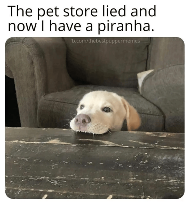 The pet store lied and now I have a piranha. fb.com/thebestpuppermemes