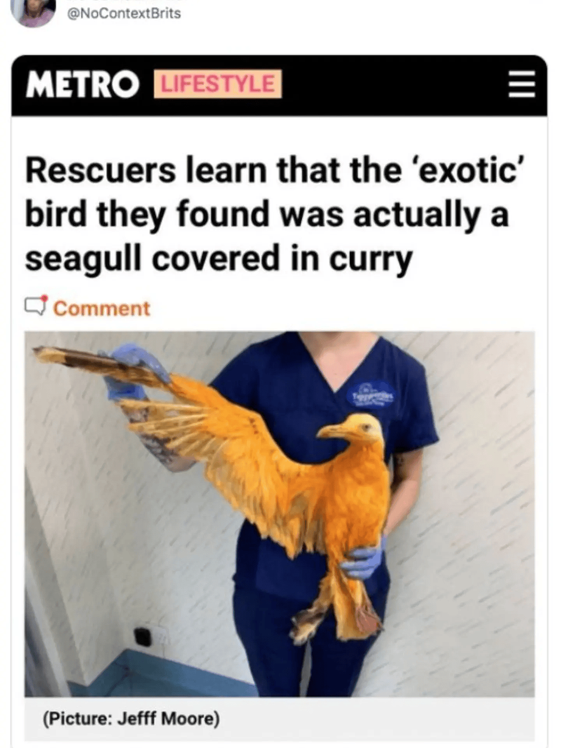 @NoContextBrits METRO LIFESTYLE Rescuers learn that the 'exotic' bird they found was actually a seagull covered in curry Comment (Picture: Jefff Moore)