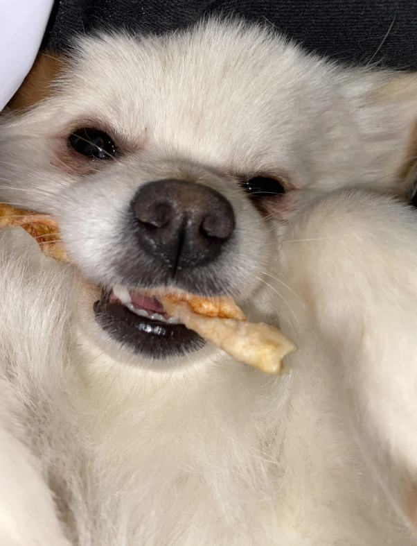 Cheezburger Image 10646782208