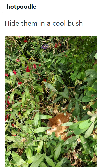 hotpoodle Hide them in a cool bush