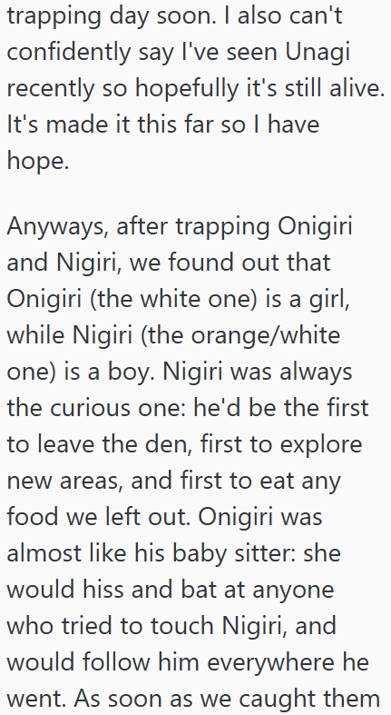 trapping day soon. I also can't confidently say I've seen Unagi recently so hopefully it's still alive. It's made it this far so I have hope. Anyways, after trapping Onigiri and Nigiri, we found out that Onigiri (the white one) is a girl, while Nigiri (the orange/white one) is a boy. Nigiri was always the curious one: he'd be the first to leave the den, first to explore new areas, and first to eat any food we left out. Onigiri was almost like his baby sitter: she would hiss and bat at anyone who