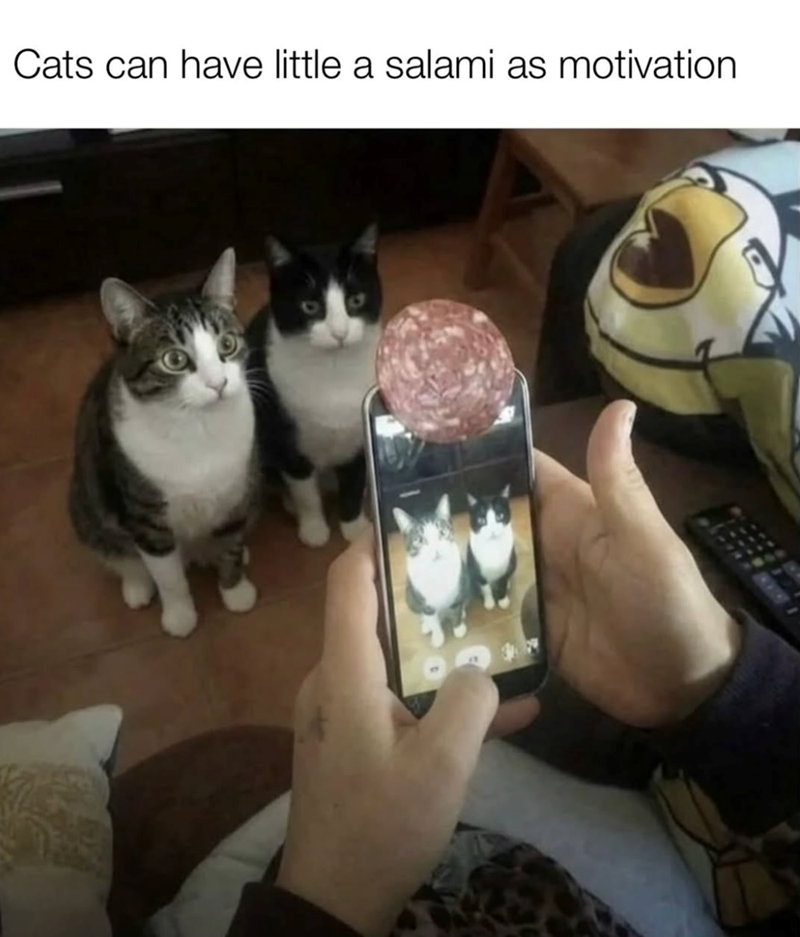 Cats can have little a salami as motivation