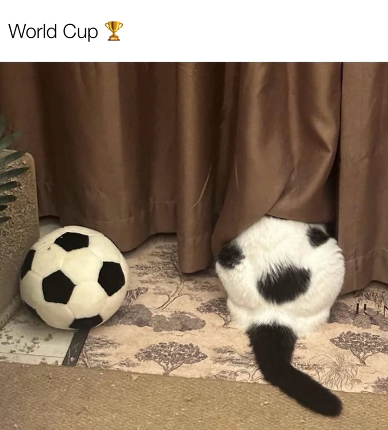 World Cup 8