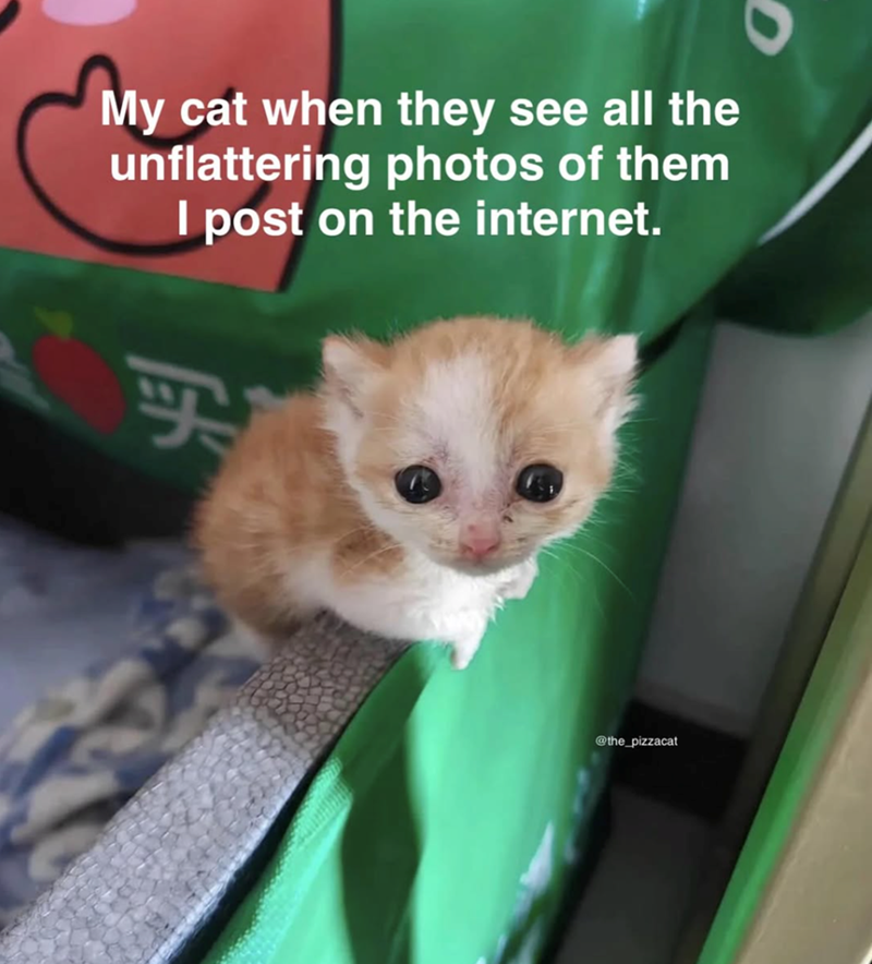 My cat when they see all the unflattering photos of them I post on the internet. 买 @the_pizzacat