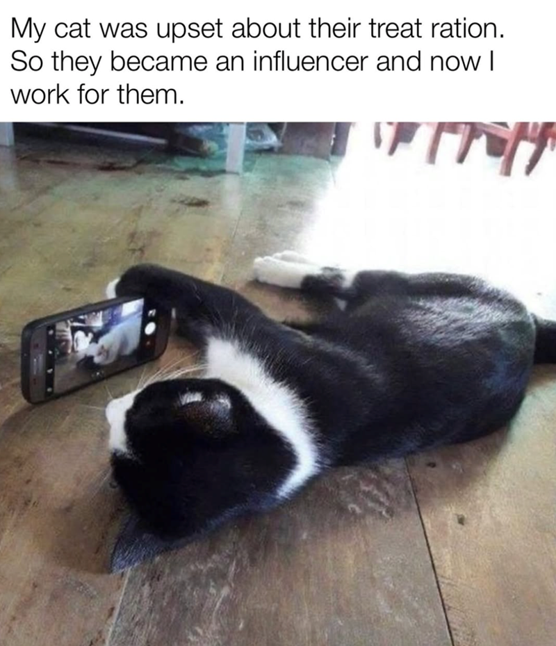 My cat was upset about their treat ration. So they became an influencer and now I work for them.