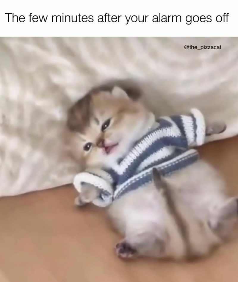 The few minutes after your alarm goes off @the_pizzacat
