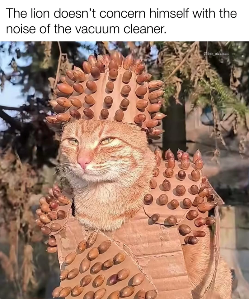 The lion doesn't concern himself with the noise of the vacuum cleaner. @the_pizzacat