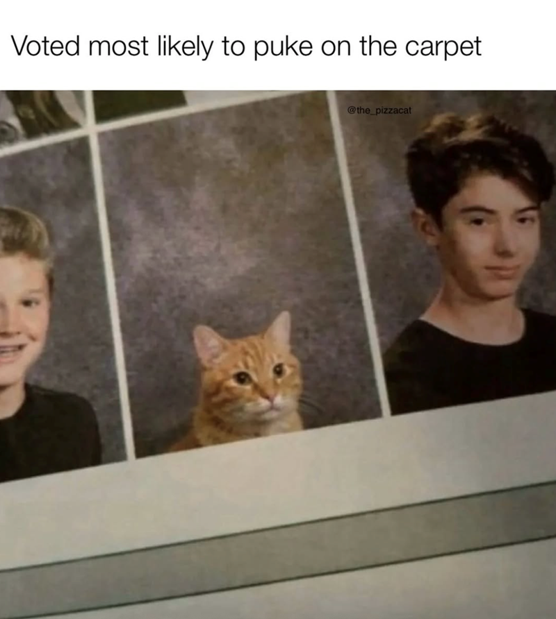 Voted most likely to puke on the carpet @the_pizzacat