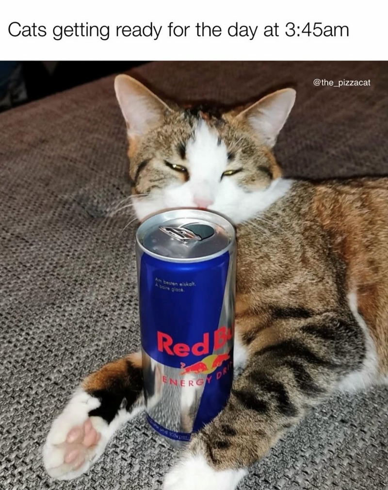 Cats getting ready for the day at 3:45am Am besten eiskalt. A boire glack Red ENERGY DRI @the_pizzacat
