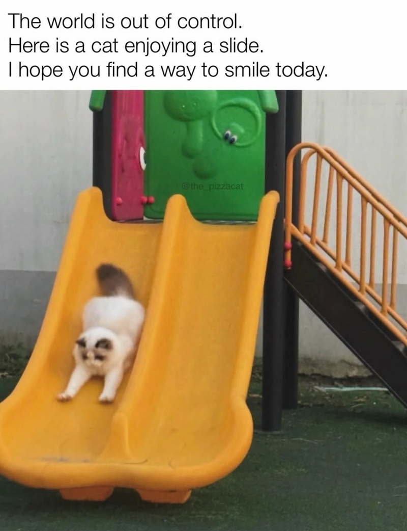 The world is out of control. Here is a cat enjoying a slide. I hope you find a way to smile today. @the_pizzacat