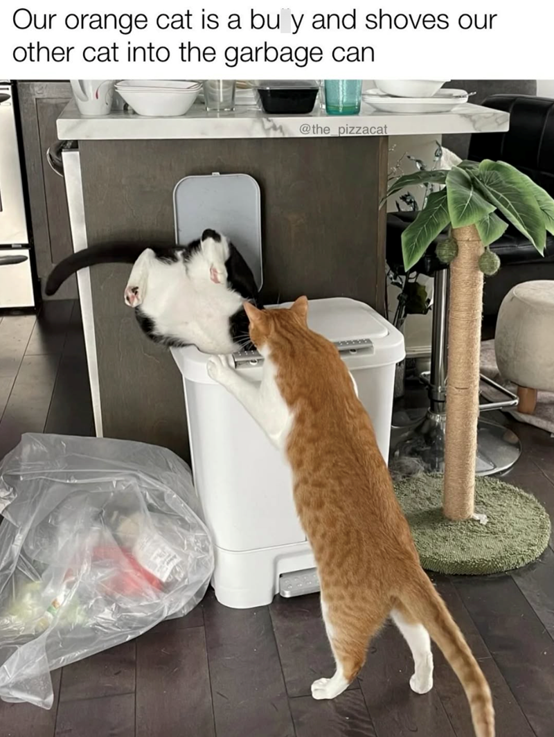 Our orange cat is a bu y and shoves our other cat into the garbage can @the_pizzacat