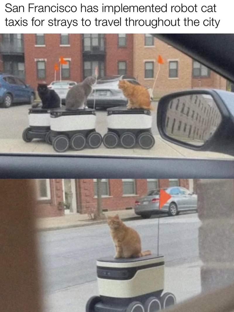 San Francisco has implemented robot cat taxis for strays to travel throughout the city