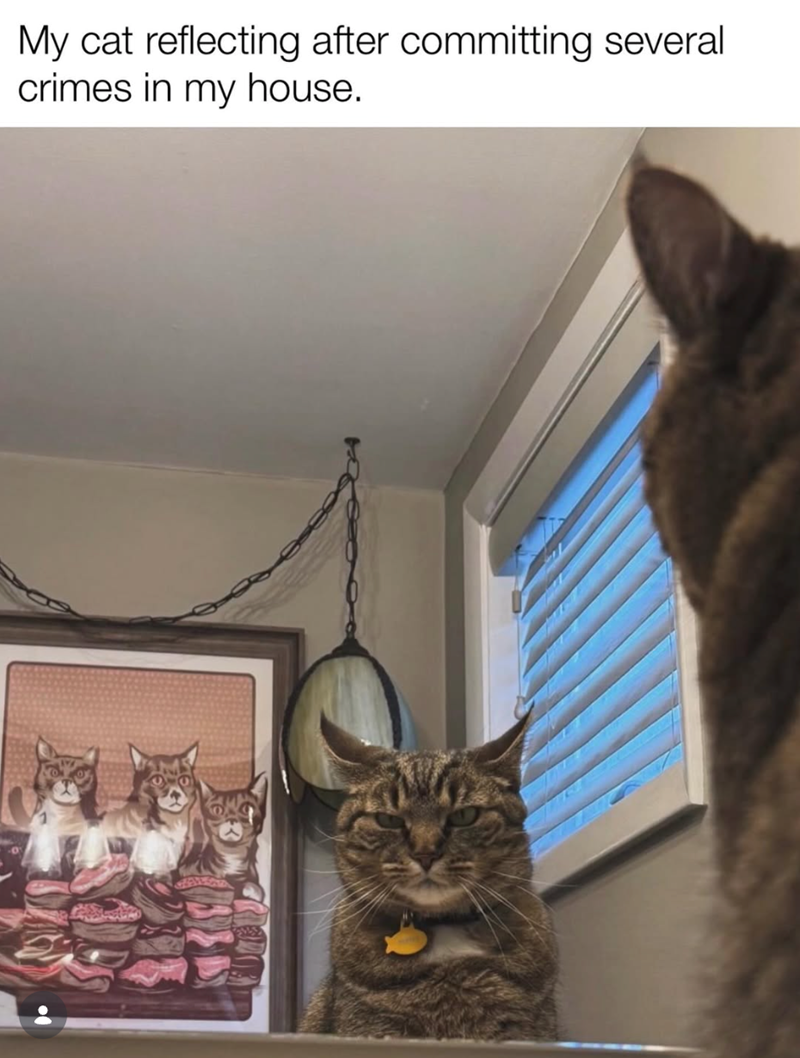 My cat reflecting after committing several crimes in my house.