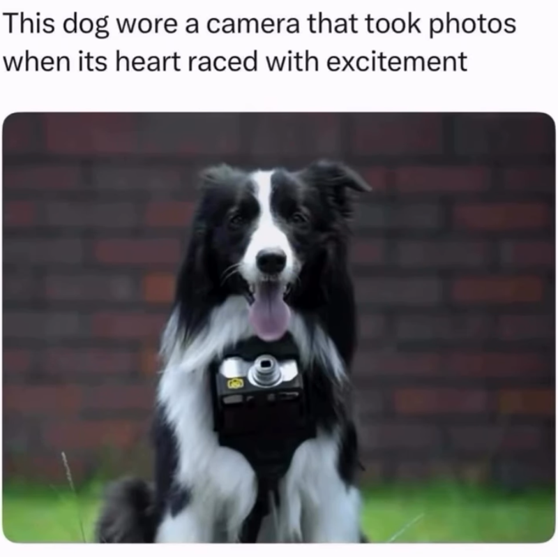 This dog wore a camera that took photos when its heart raced with excitement