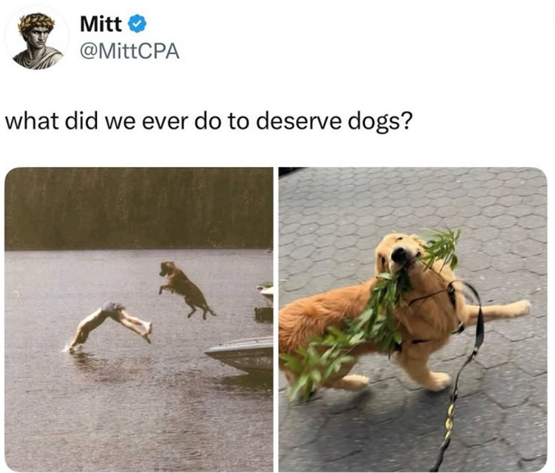 Mitt @MittCPA what did we ever do to deserve dogs?