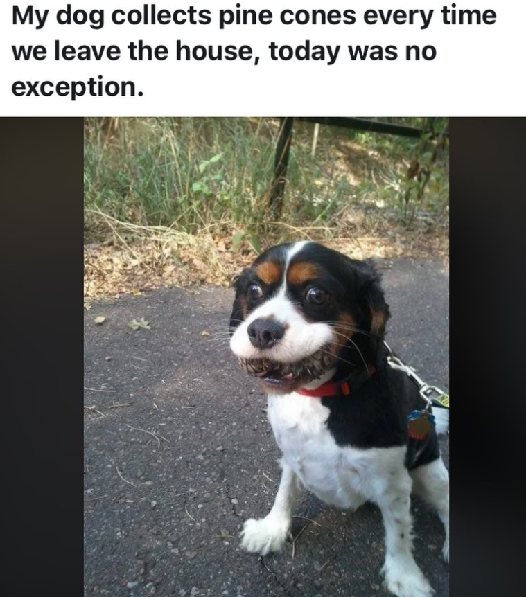My dog collects pine cones every time we leave the house, today was no exception.