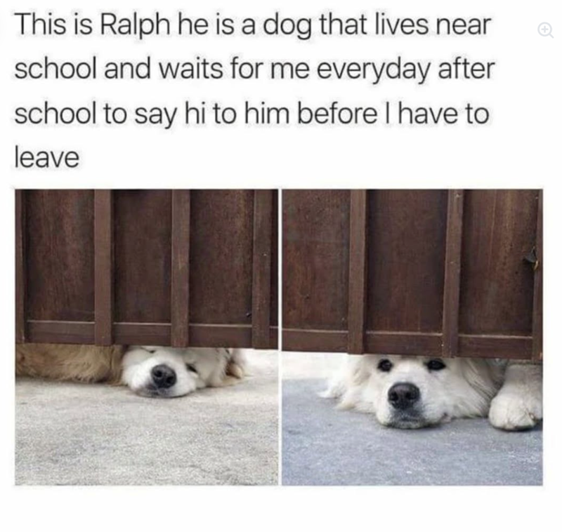 This is Ralph he is a dog that lives near school and waits for me everyday after school to say hi to him before I have to leave