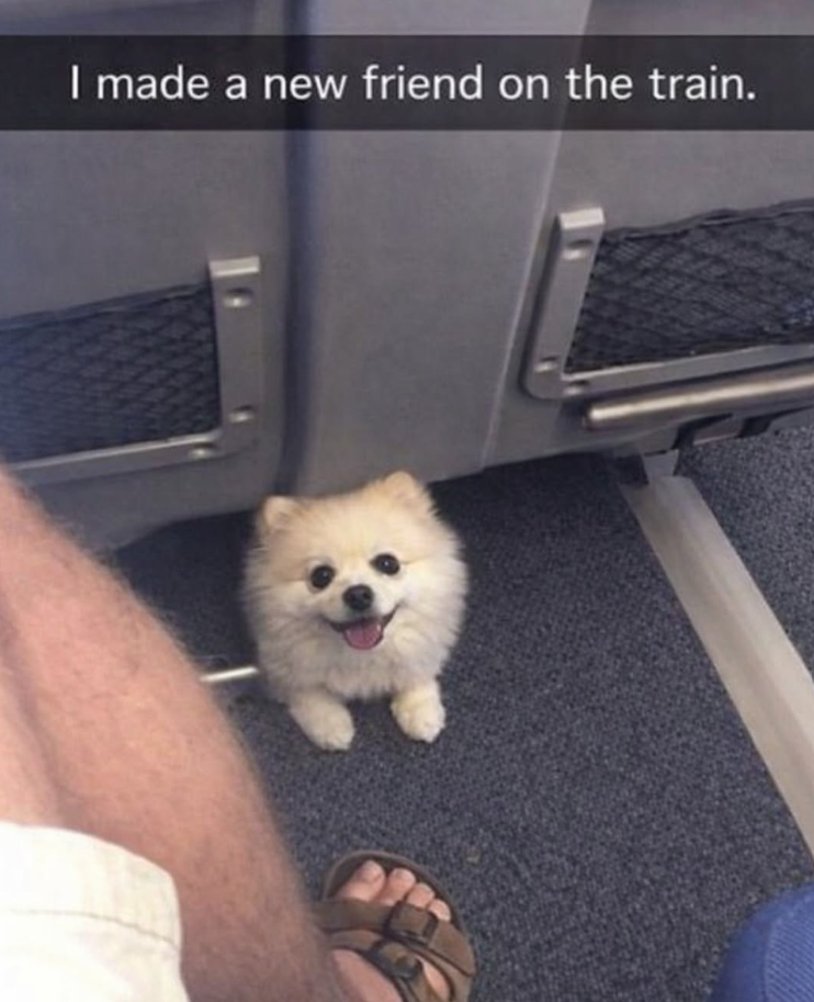 I made a new friend on the train.