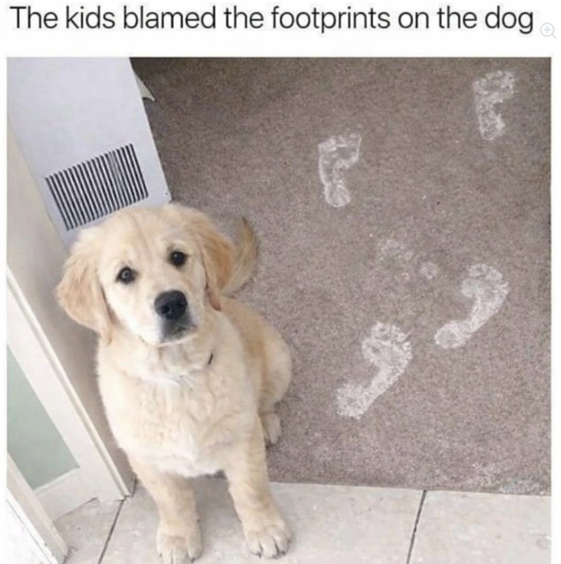 The kids blamed the footprints on the dog.