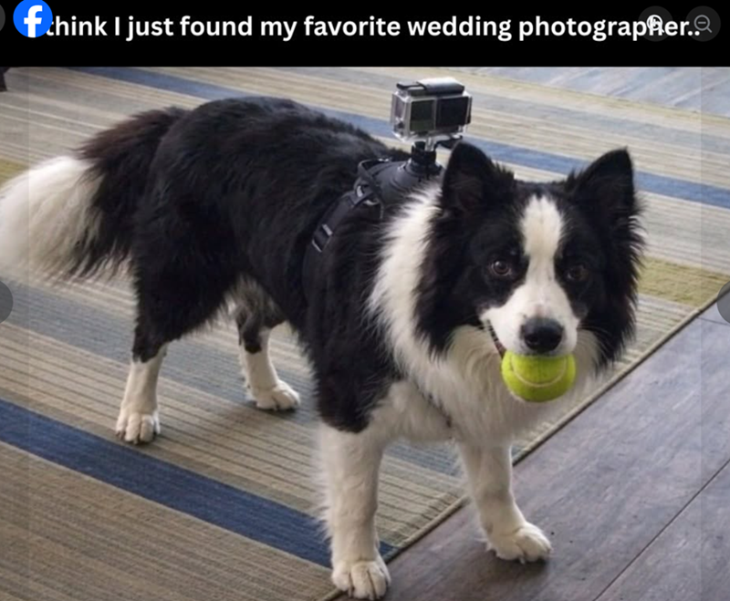 fchink I just found my favorite wedding photographer..