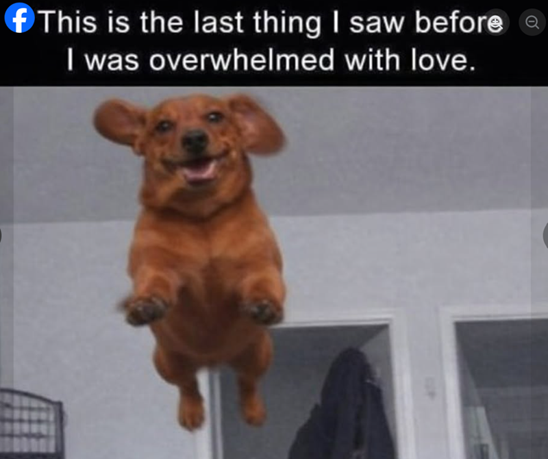 This is the last thing I saw before I was overwhelmed with love.