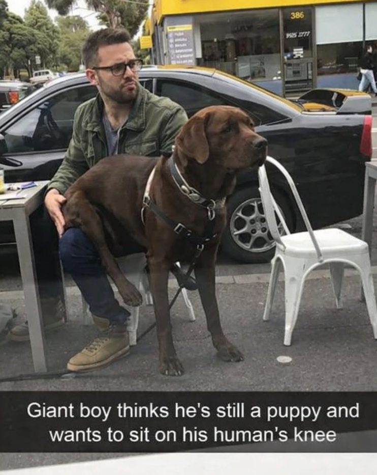 386 995 2777 Giant boy thinks he's still a puppy and wants to sit on his human's knee