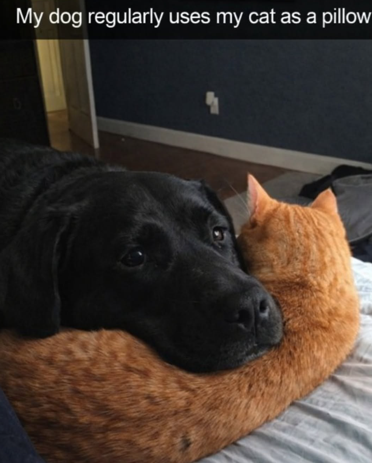 My dog regularly uses my cat as a pillow