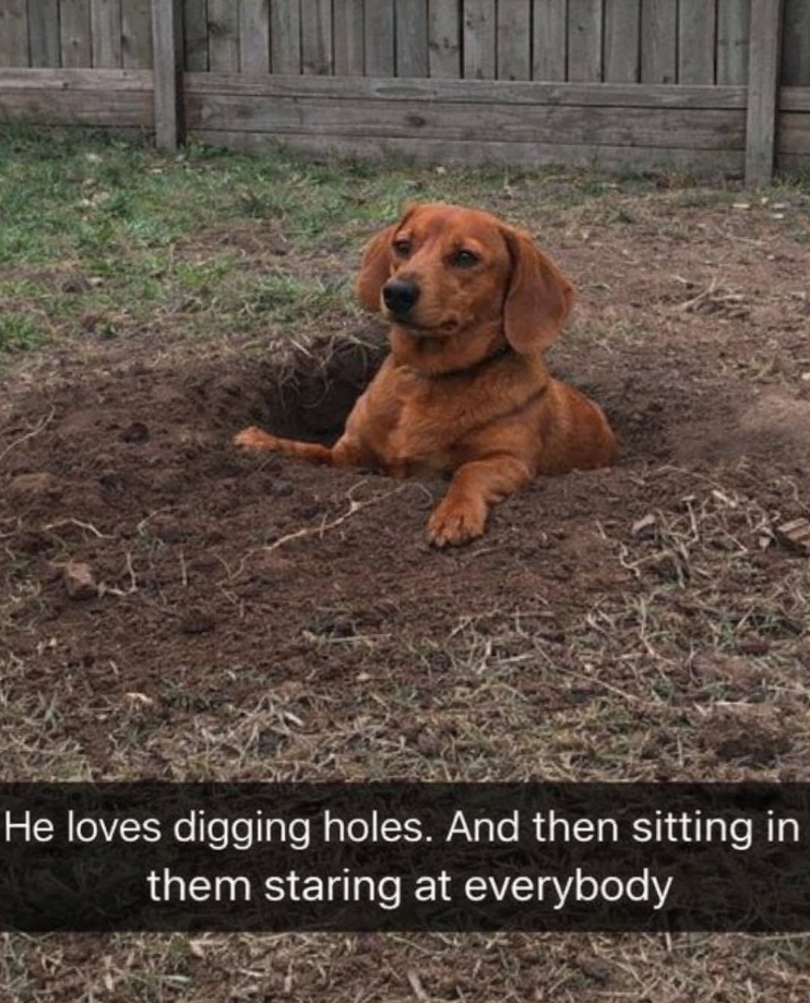 He loves digging holes. And then sitting in them staring at everybody