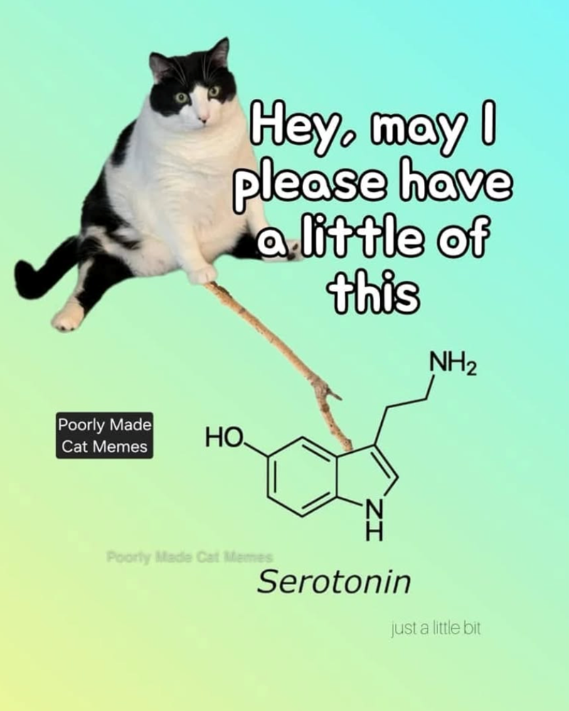 Poorly Made Cat Memes Hey, may I please have a little of this NH2 HO Poorly Made Cat Memes Serotonin just a little bit