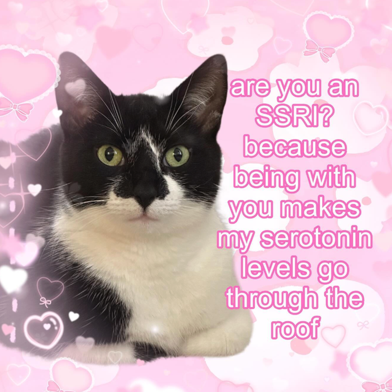 are you an SSRI? because being with you makes my serotonin levels go through the roof
