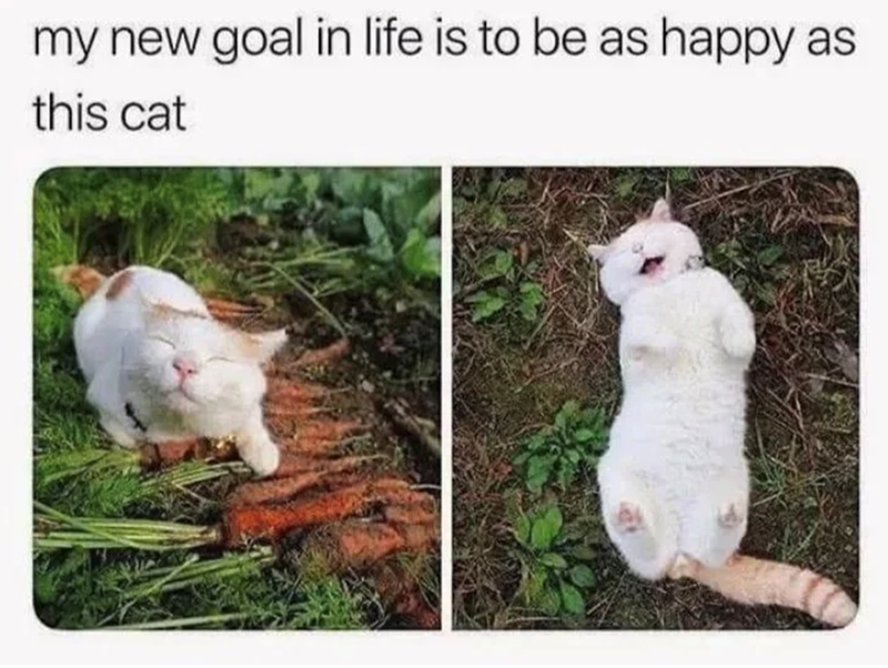 my new goal in life is to be as happy as this cat
