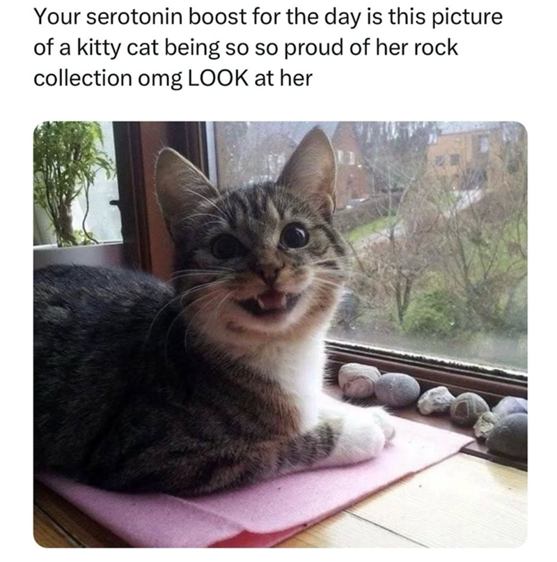 Your serotonin boost for the day is this picture of a kitty cat being so so proud of her rock collection omg LOOK at her