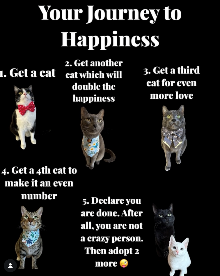 Your Journey to Happiness 2. Get another 1. Get a cat cat which will double the happiness 3. Get a third cat for even more love 4. Get a 4th cat to make it an even number 5. Declare you are done. After all, you are not a crazy person. Then adopt 2 more