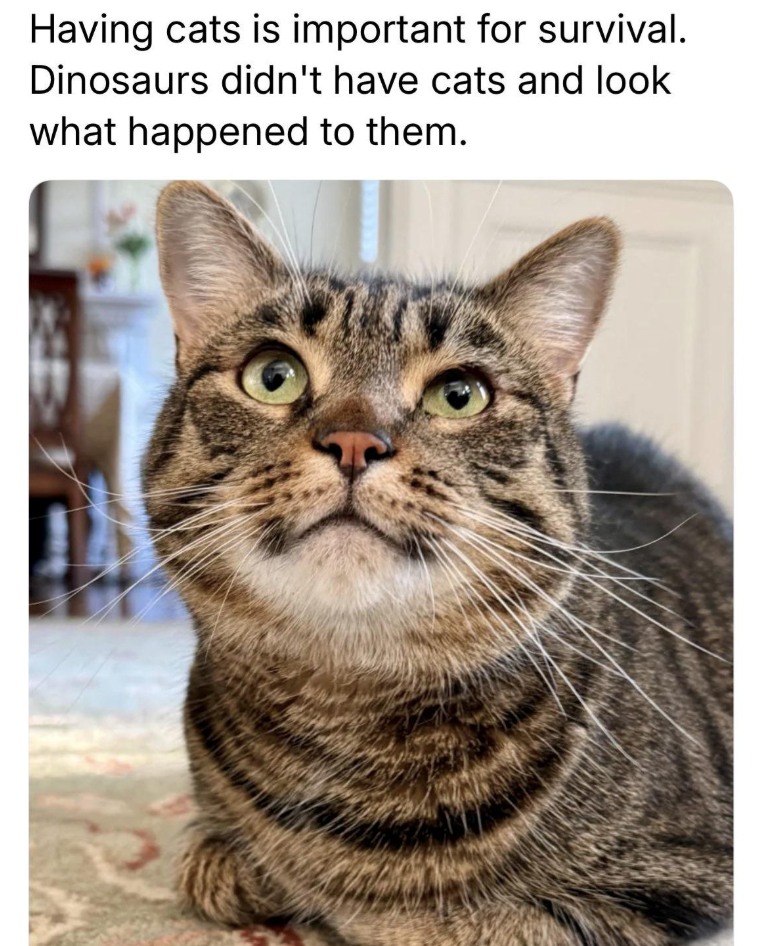 Having cats is important for survival. Dinosaurs didn't have cats and look what happened to them.