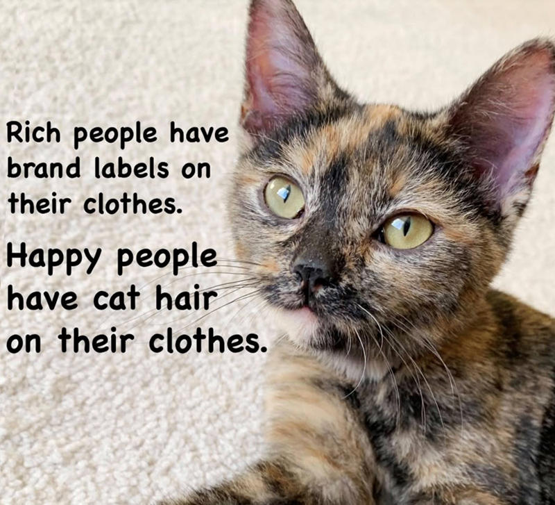 Rich people have brand labels on their clothes. Happy people have cat hair on their clothes.