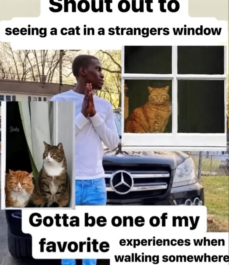 Shout out to seeing a cat in a strangers window Stake Gotta be one of my favorite experiences when walking somewhere