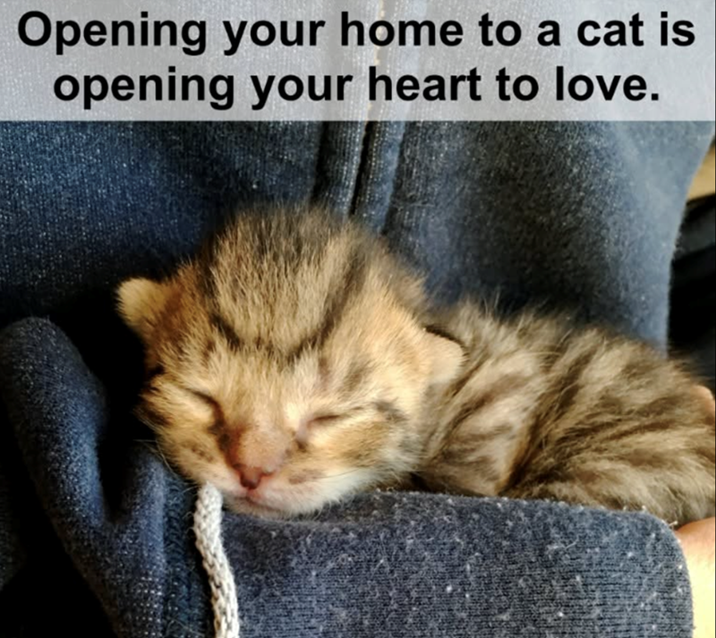 Opening your home to a cat is opening your heart to love.