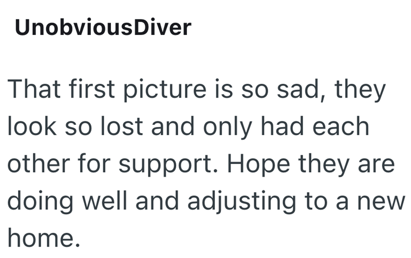 UnobviousDiver That first picture is so sad, they look so lost and only had each other for support. Hope they are doing well and adjusting to a new home.