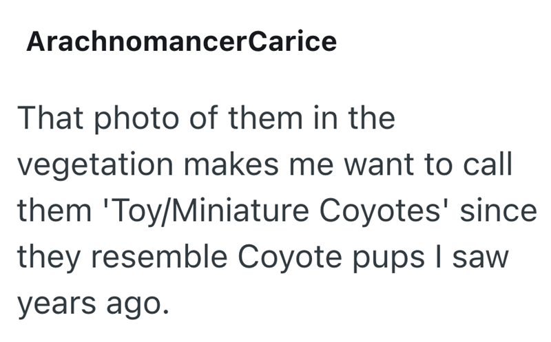 ArachnomancerCarice That photo of them in the vegetation makes me want to call them 'Toy/Miniature Coyotes' since they resemble Coyote pups I saw years ago.