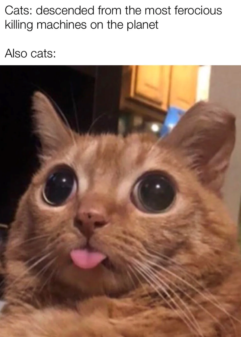Cats: descended from the most ferocious killing machines on the planet Also cats: