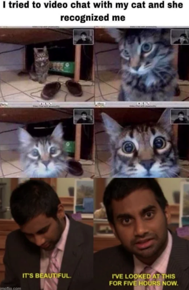 I tried to video chat with my cat and she recognized me imgflip.com 340 IT'S BEAUTIFUL. I'VE LOOKED AT THIS FOR FIVE HOURS NOW.