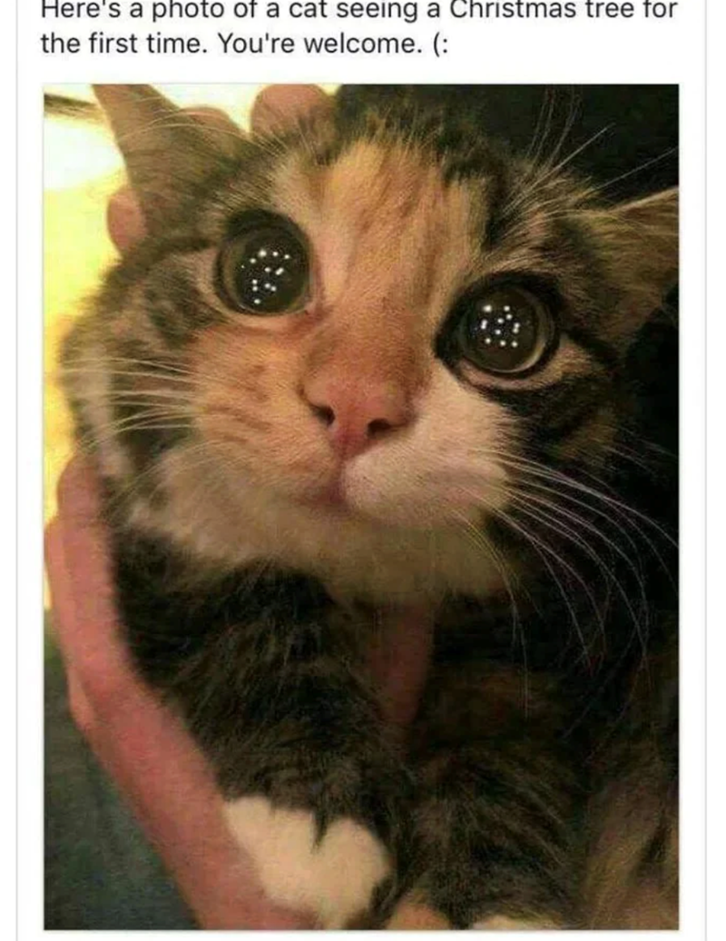 Here's a photo of a cat seeing a Christmas tree for the first time. You're welcome. (: